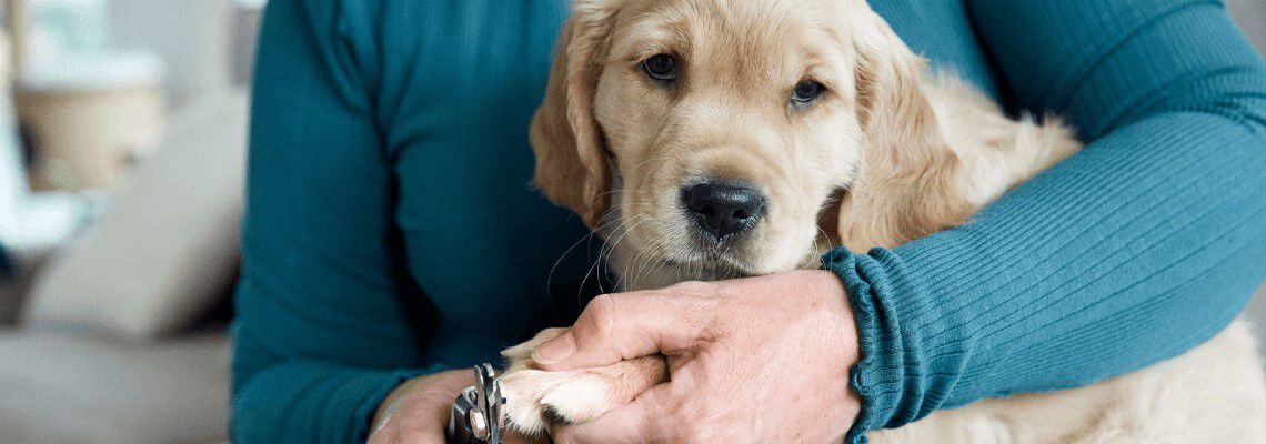 Hoe knip ik de nagels van mijn hond?